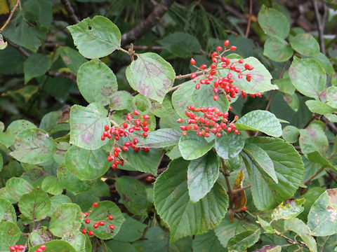 Viburnum dilatatum