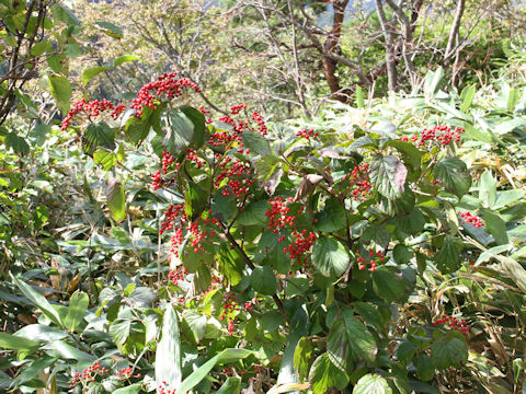 Viburnum dilatatum