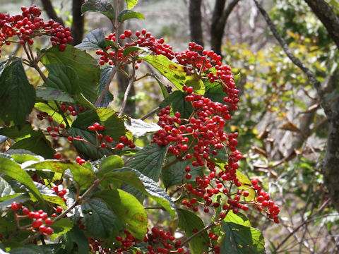 Viburnum dilatatum