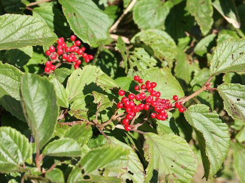 Viburnum dilatatum