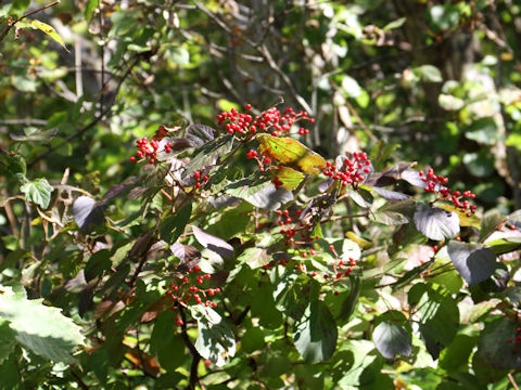 Viburnum dilatatum