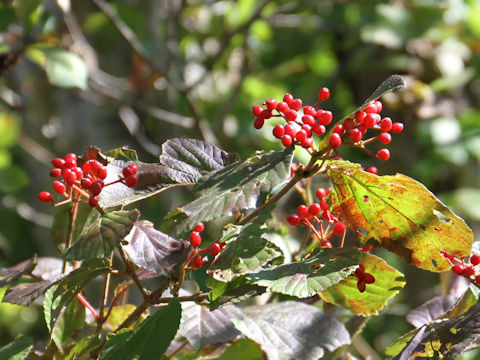 Viburnum dilatatum