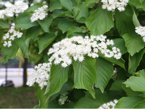 Viburnum dilatatum