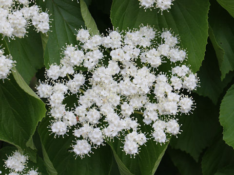 Viburnum dilatatum