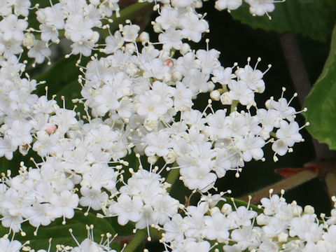 Viburnum dilatatum