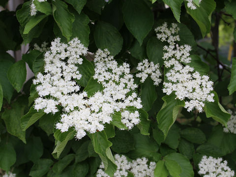 Viburnum dilatatum