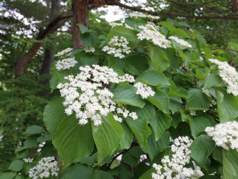 Viburnum dilatatum