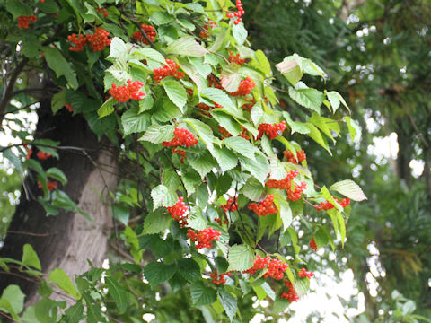 Viburnum dilatatum