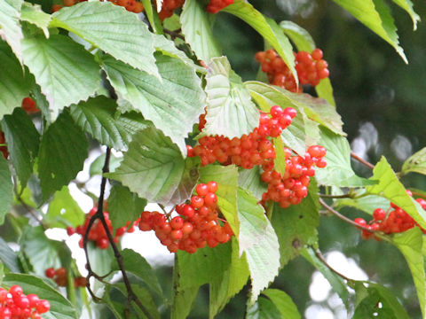 Viburnum dilatatum