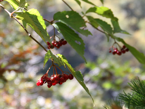 Viburnum dilatatum