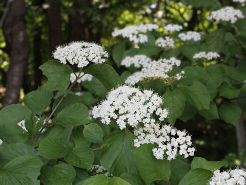 Viburnum dilatatum