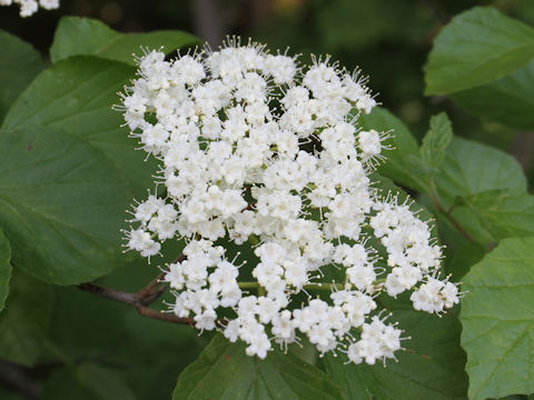 Viburnum dilatatum