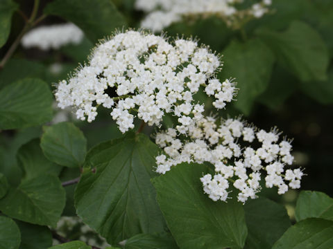 Viburnum dilatatum