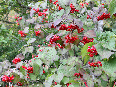 Viburnum dilatatum