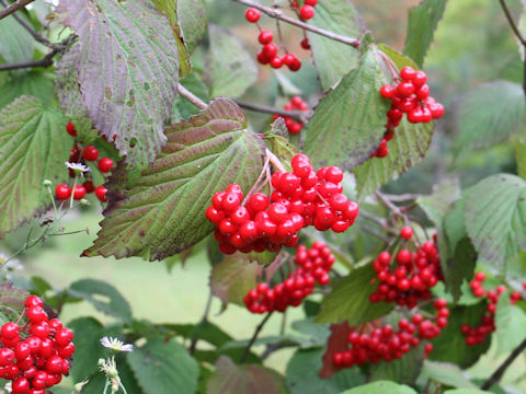 Viburnum dilatatum