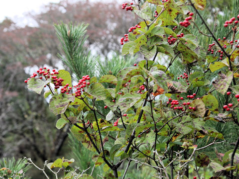 Viburnum dilatatum