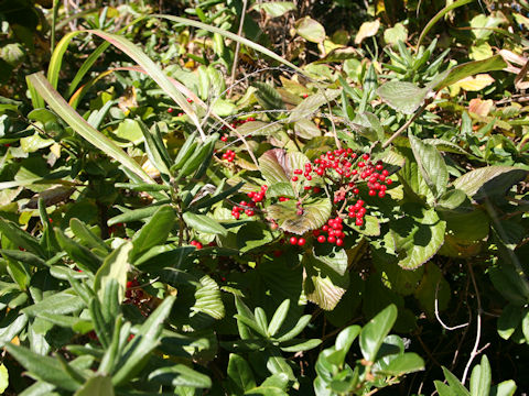 Viburnum dilatatum