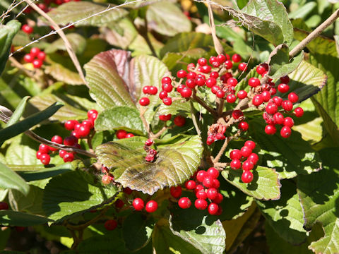 Viburnum dilatatum