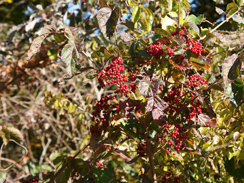 Viburnum dilatatum