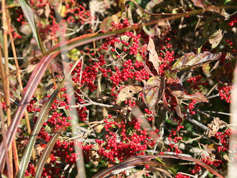 Viburnum dilatatum