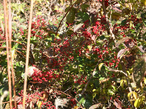 Viburnum dilatatum