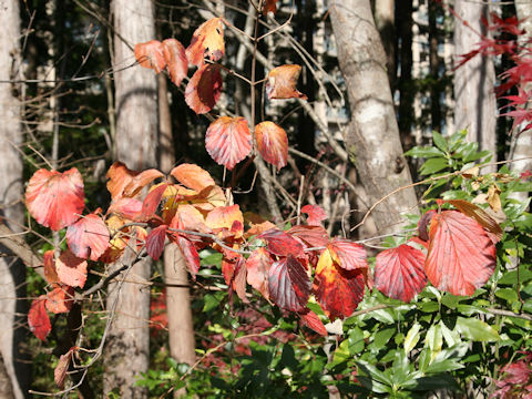 Viburnum dilatatum