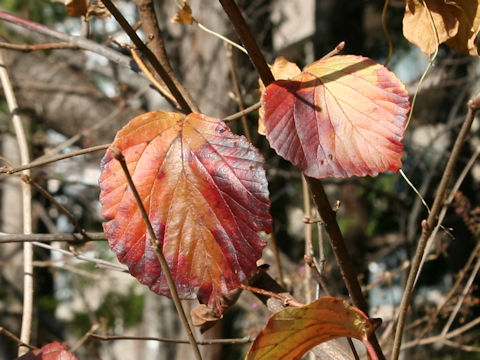 Viburnum dilatatum