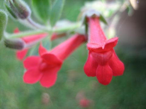 Gambelia speciosa