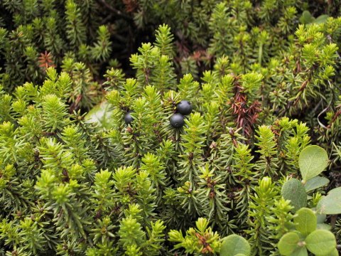 Empetrum nigrum var. japonicum