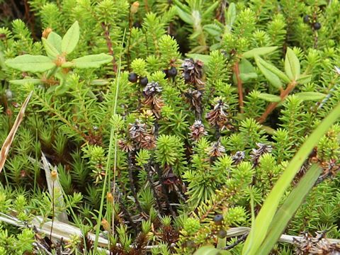 Empetrum nigrum var. japonicum