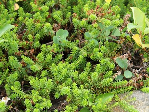 Empetrum nigrum var. japonicum