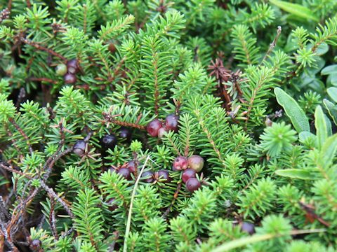 Empetrum nigrum var. japonicum