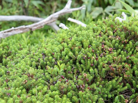 Empetrum nigrum var. japonicum