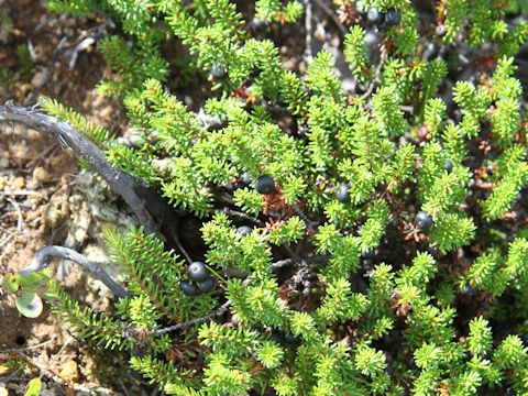 Empetrum nigrum var. japonicum