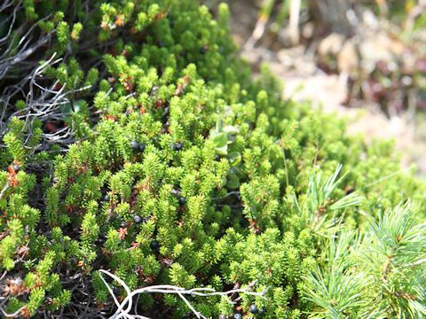 Empetrum nigrum var. japonicum