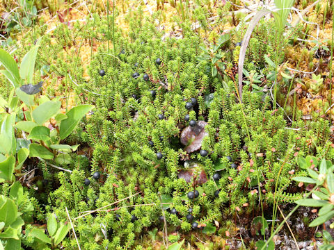 Empetrum nigrum var. japonicum