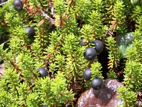 Empetrum nigrum var. japonicum