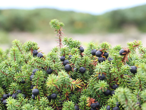 Empetrum nigrum var. japonicum