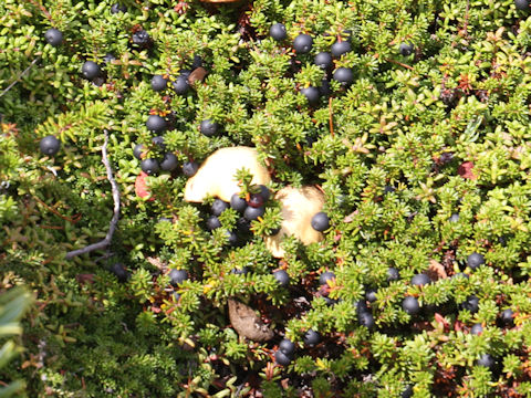 Empetrum nigrum var. japonicum