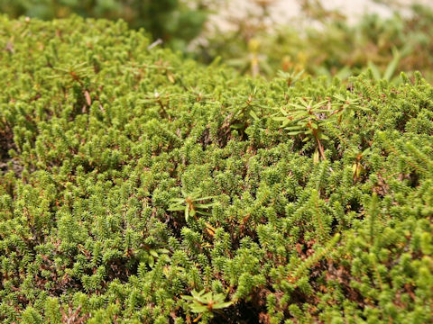 Empetrum nigrum var. japonicum