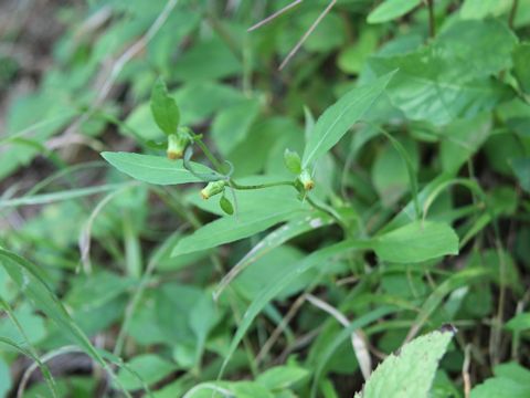 Carpesium divaricatum