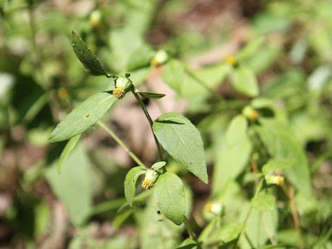 Carpesium divaricatum