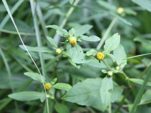 Carpesium divaricatum