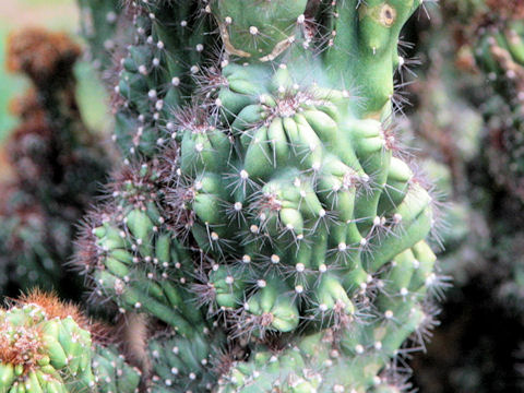 Cereus peruvianus var. monstrosus