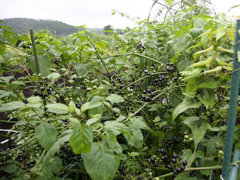 Solanum scabrum