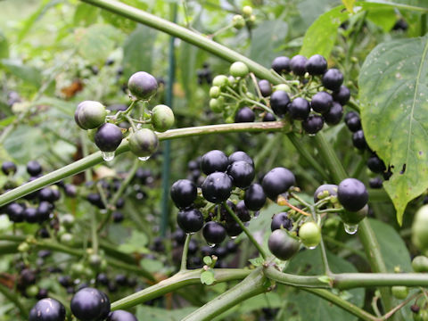 Solanum scabrum