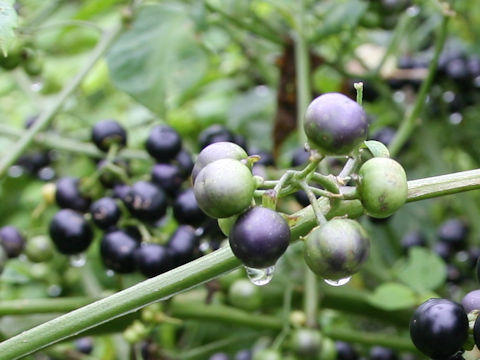 Solanum scabrum