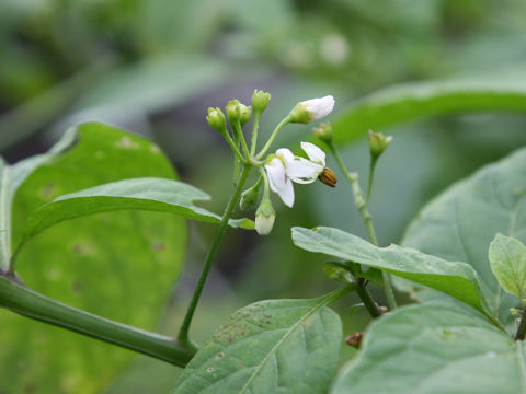 Solanum scabrum