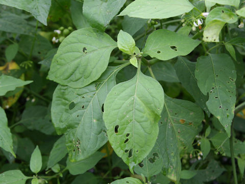 Solanum scabrum