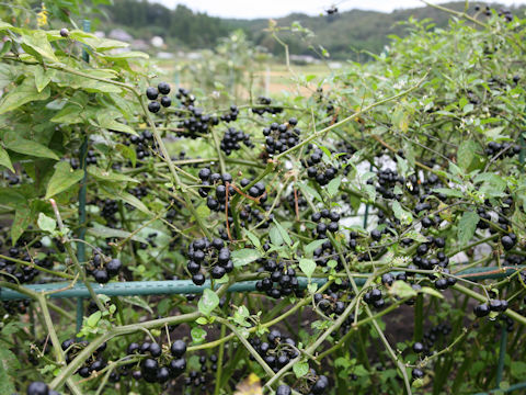 Solanum scabrum